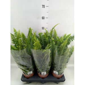 Nephrolepis exal. 'Green Lady'
