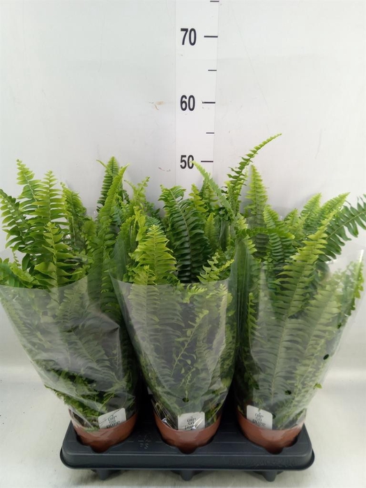<h4>Nephrolepis exal. 'Green Lady'</h4>