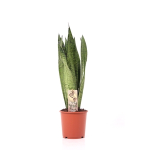 Sansevieria P17 Zeylanica