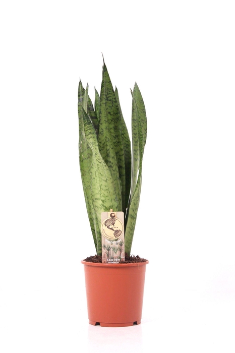 <h4>Sansevieria P17 Zeylanica</h4>