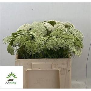 AMMI VISNAGA