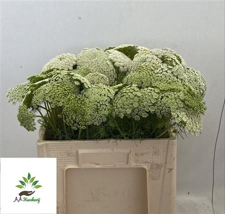 AMMI VISNAGA