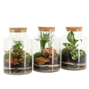 41543: Treasure time arrangement