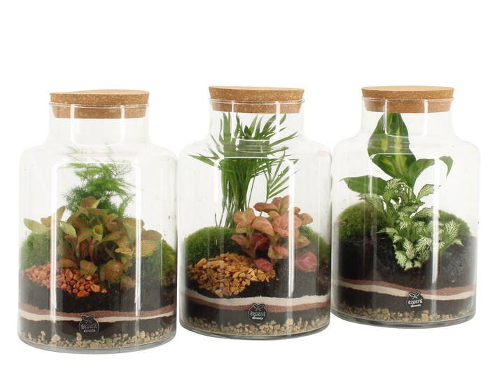 <h4>41543: Treasure time arrangement</h4>