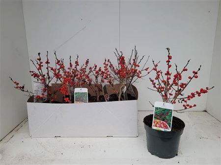 <h4>Ilex Verticillata</h4>