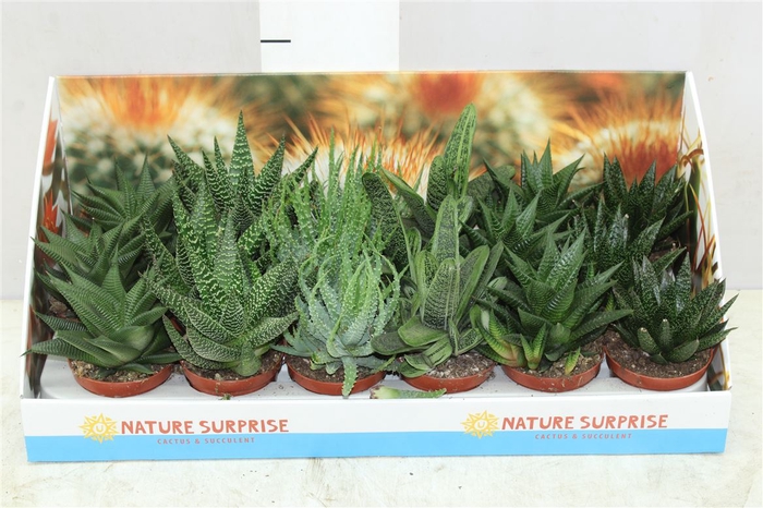 <h4>Aloe Gemengd Showdoos</h4>