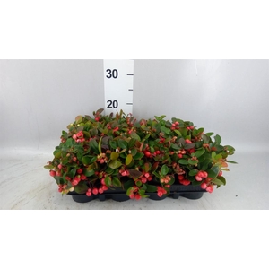 Gaultheria proc.