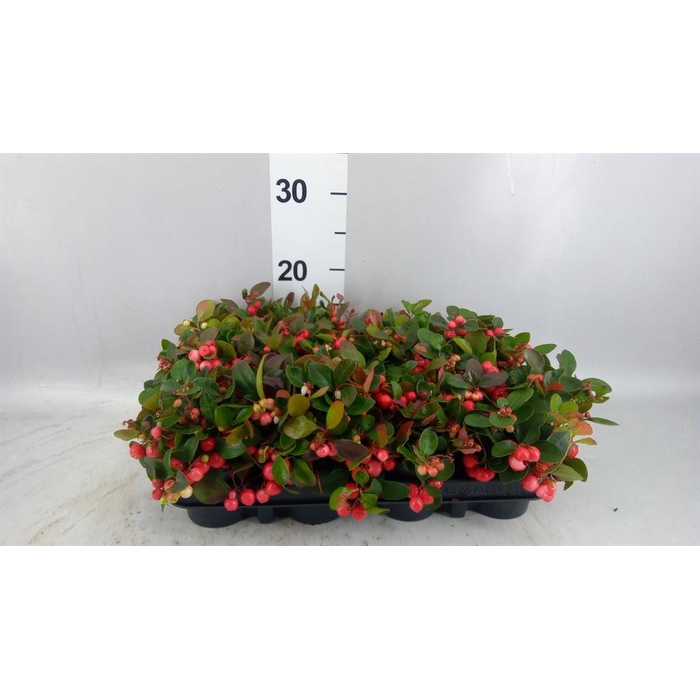 <h4>Gaultheria proc.</h4>