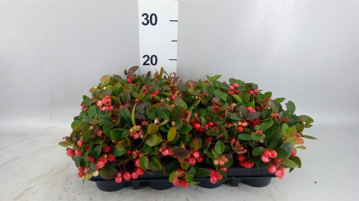 Gaultheria proc.