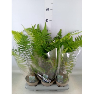 Dicksonia antarctica