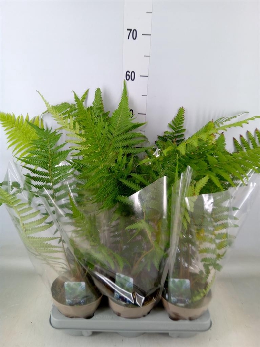 <h4>Dicksonia antarctica</h4>