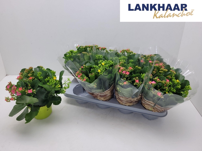 <h4>KAL EN GEM IN POT</h4>