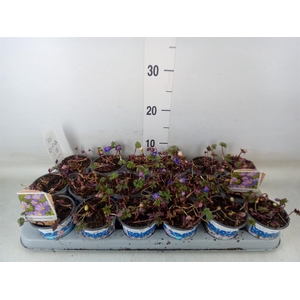 Anemone blanda 'Blue Shades'