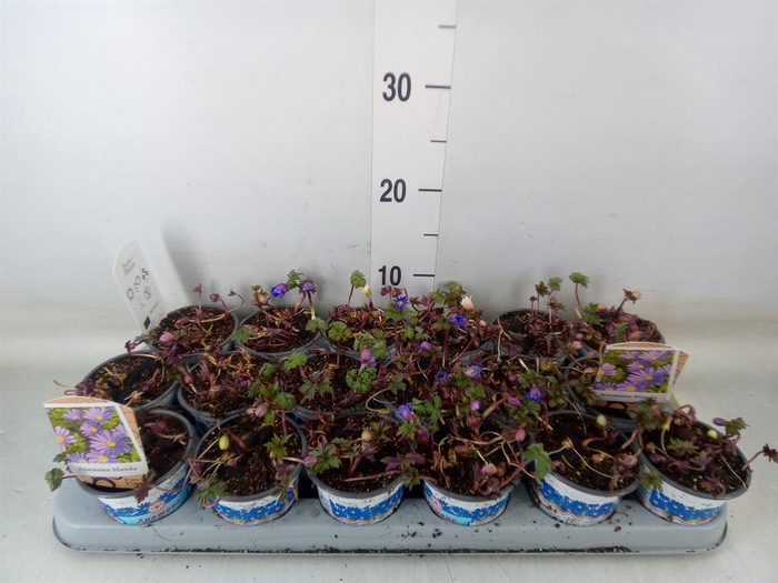 <h4>Anemone blanda 'Blue Shades'</h4>