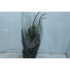ANTHURIUM CLARINERVIUM P19