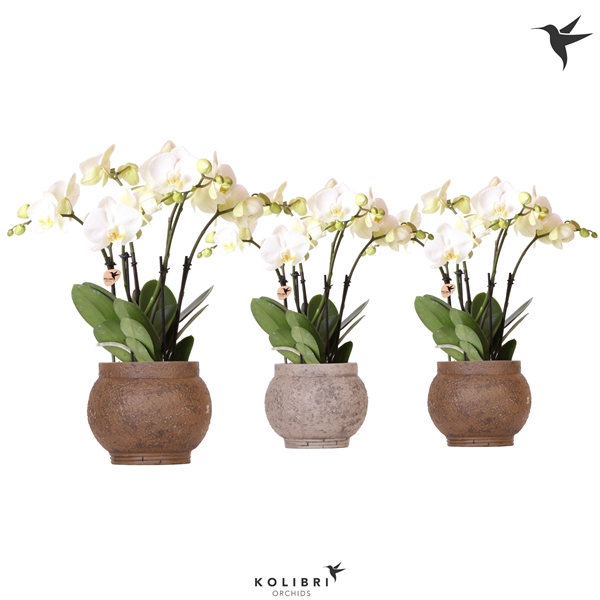 <h4>Kolibri Orchids Phalaenopsis Jewel Ghent in Ancient brown</h4>