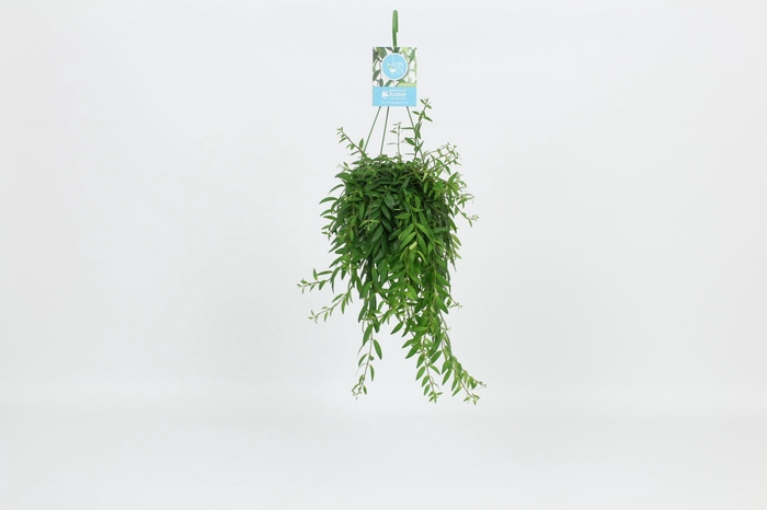 <h4>Aeschynanthus Japhrolepis</h4>
