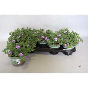 Calibrachoa Double Sky Blue
