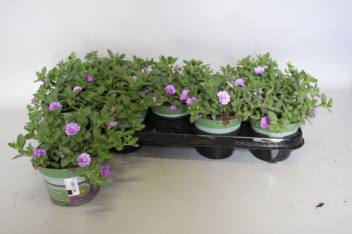 <h4>Calibrachoa Double Sky Blue</h4>