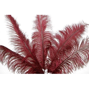 Feather ostrich bordeaux 5st/ bunch