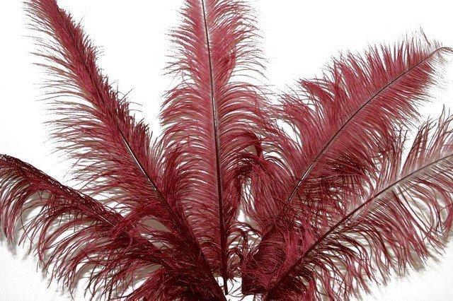 <h4>Feather ostrich bordeaux 5st/ bunch</h4>