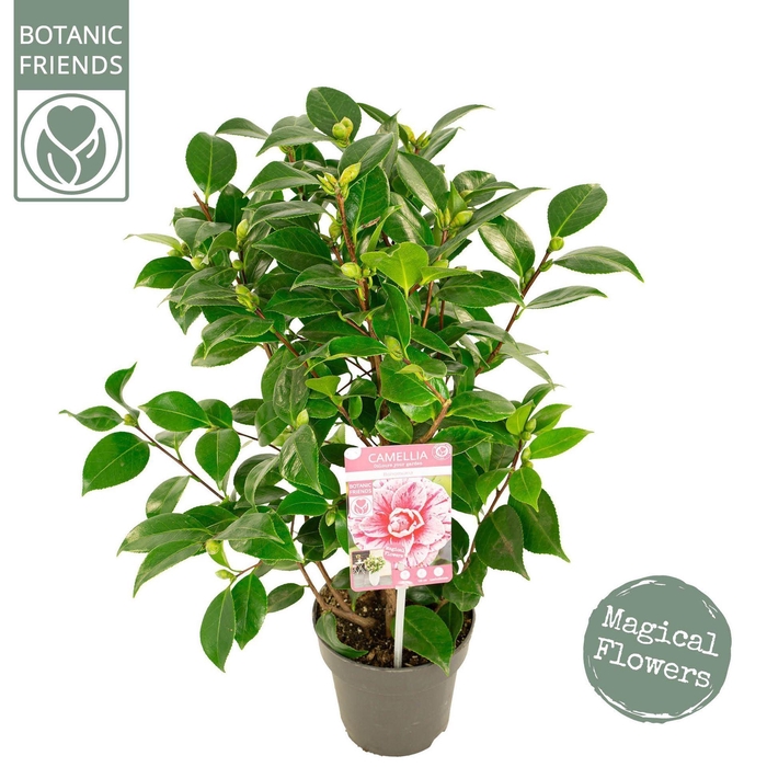 <h4>Camellia japonica</h4>