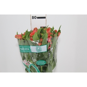 ALSTROEMERIA TROPICANA 080 CM