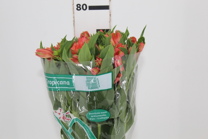<h4>ALSTROEMERIA TROPICANA 080 CM</h4>