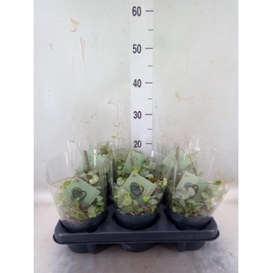 Ceropegia woodii ssp. woodii