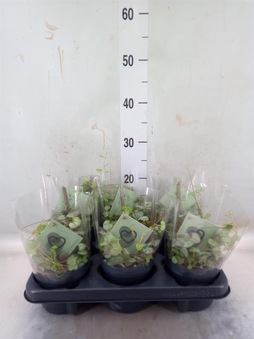 <h4>Ceropegia woodii ssp. woodii</h4>