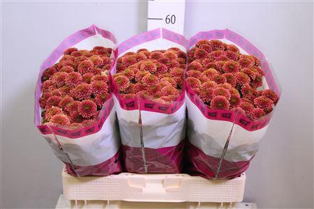 Chr S Aaa Doria Cher