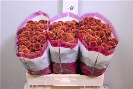 <h4>Chr S Aaa Doria Cher</h4>