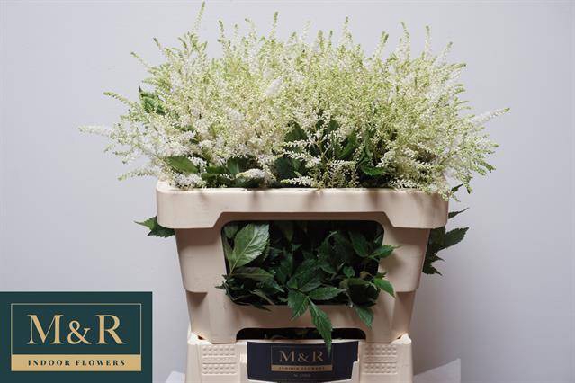 <h4>ASTIL JA WASHINGTON</h4>