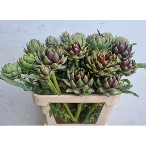 CYNARA SC GREEN GLOB