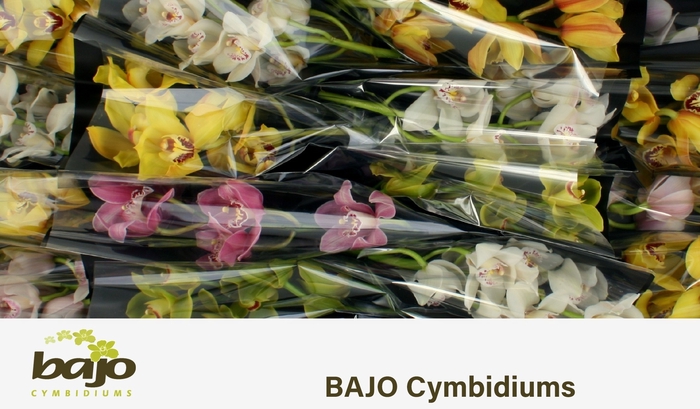 <h4>CYMB T GEM</h4>