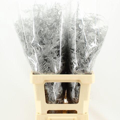 <h4>ASP OV KLB H%</h4>