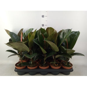 Ficus elastica 'Robusta'