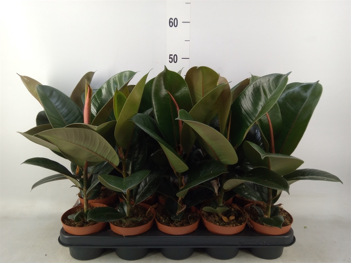 <h4>Ficus elastica 'Robusta'</h4>
