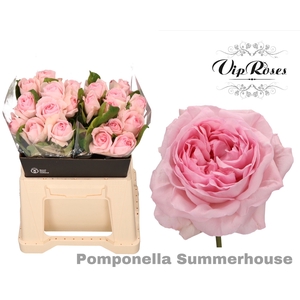 R GR POMPONE SUMMERH