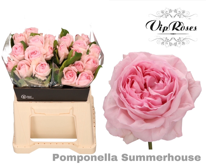 <h4>R GR POMPONE SUMMERH</h4>