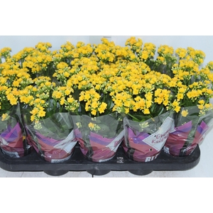 KALANCHOE DOBRADO P11 AMARELO