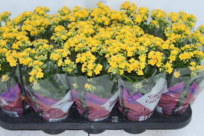 <h4>KALANCHOE DOBRADO P11 AMARELO</h4>