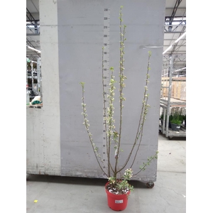 Malus  'Evereste'