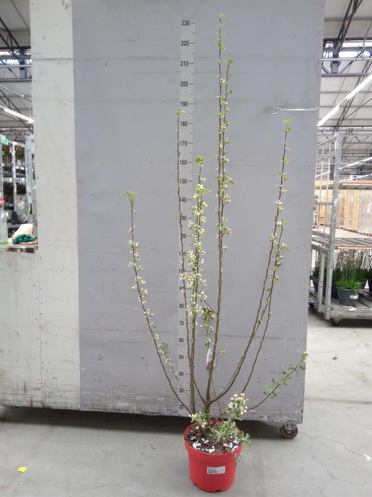 <h4>Malus  'Evereste'</h4>