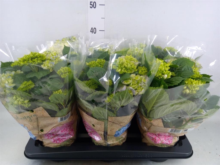 <h4>Hydrangea mac. 'Early Blue'</h4>
