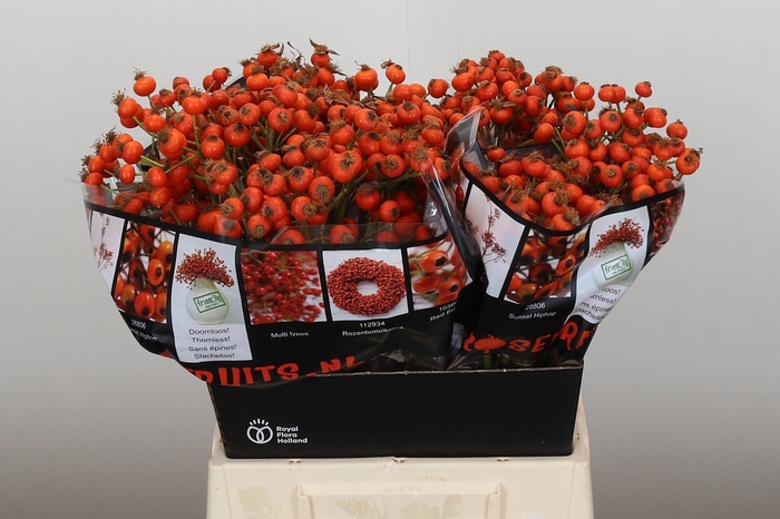 <h4>ROSA HIPHOP SUNSET</h4>