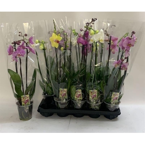 PHAL GEM