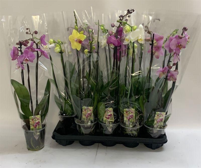 <h4>PHAL GEM</h4>
