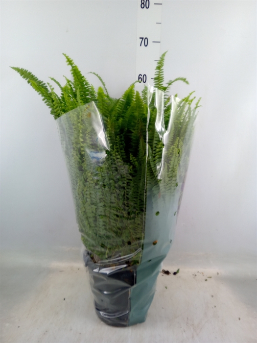 <h4>Nephrolepis exal. 'Green Lady'</h4>