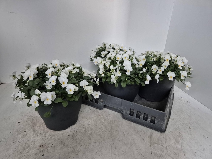 <h4>Vio Co Em White</h4>